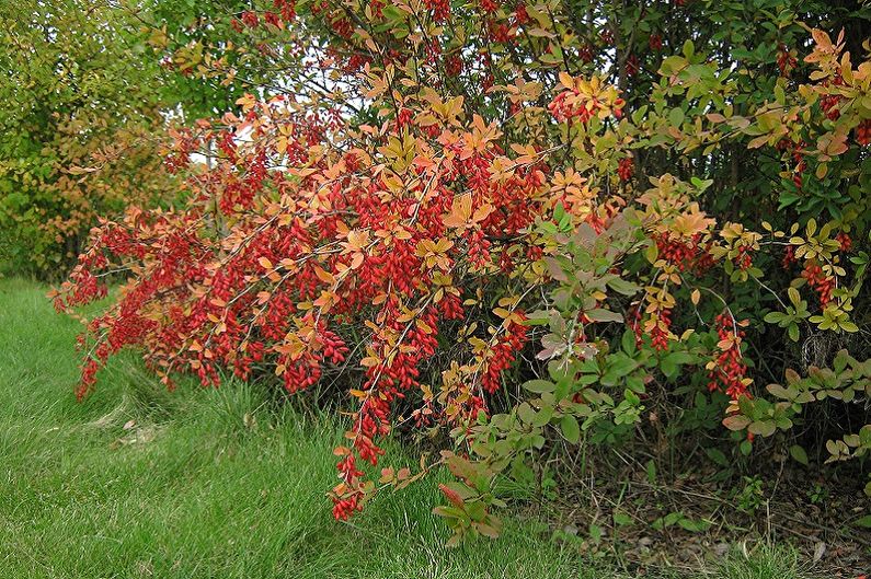 Barberry comum