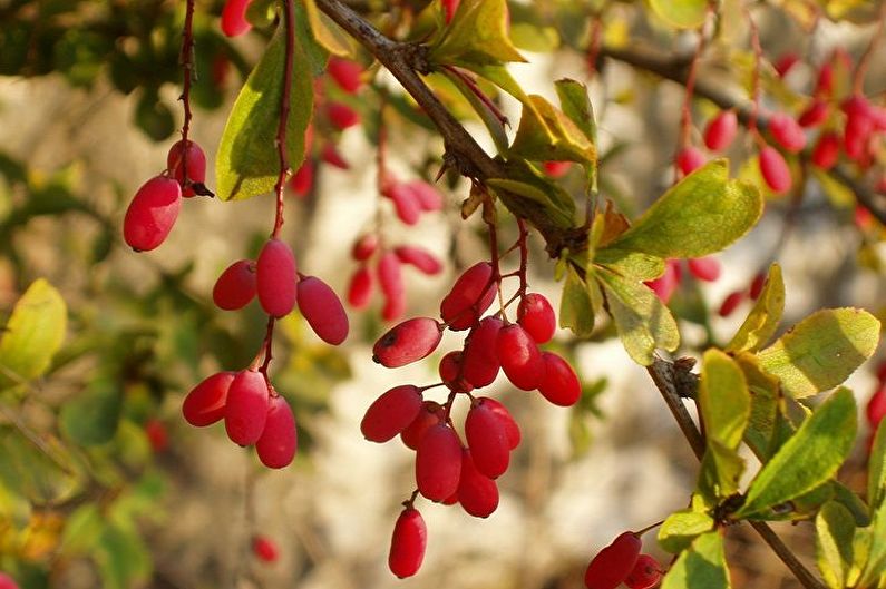 Ordinaryong Barberry