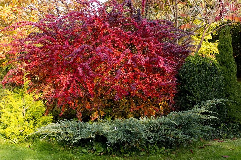 Barberry of Thunberg