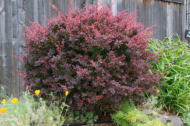 Barberry dari Thunberg