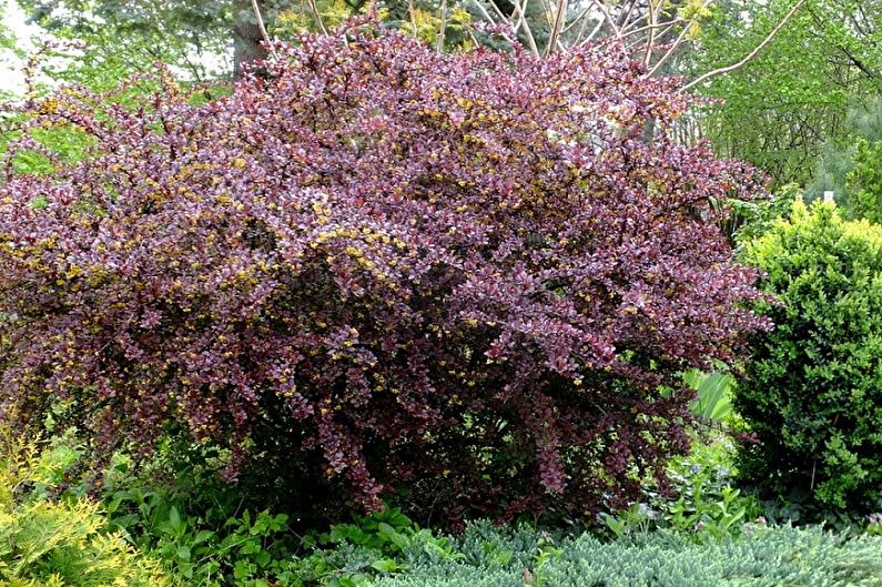 Barberry Ottawa