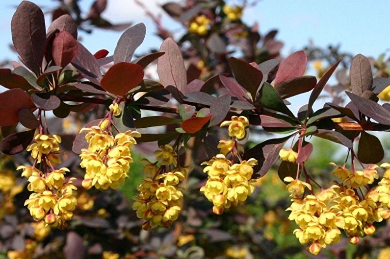 Chăm sóc Barberry - Ánh sáng