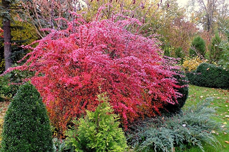 Penjagaan Barberry - Suhu