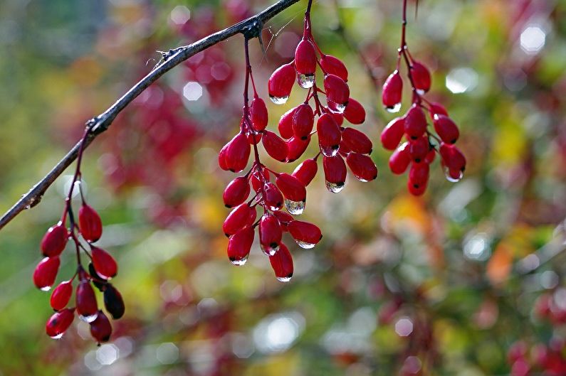 Chăm sóc Barberry - Độ ẩm