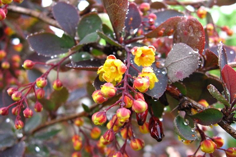 Barberry Care - Vanning