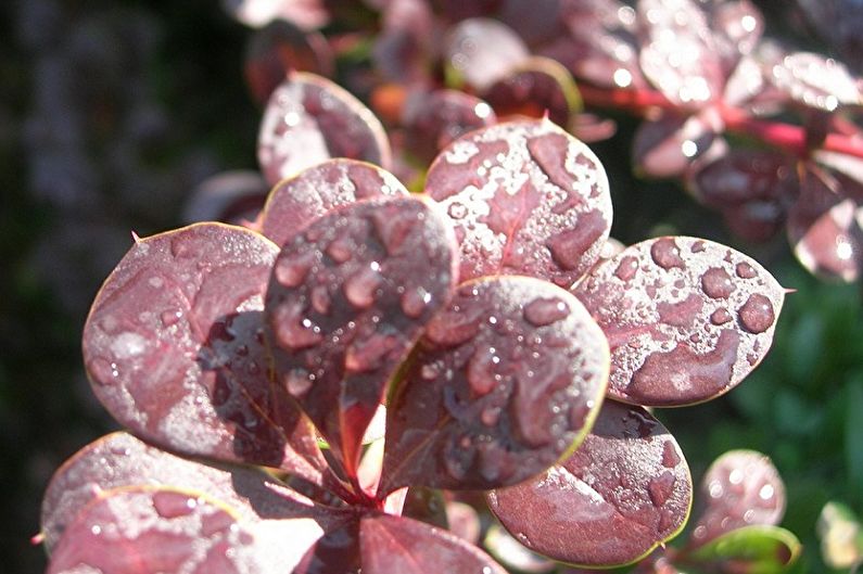 Barberry Care - zalievanie