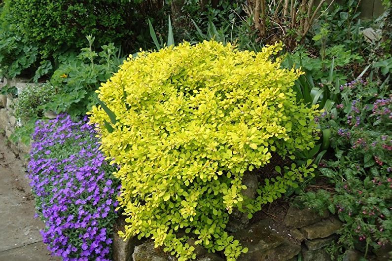 Barberry Care - Fertilizantes e Alimentação