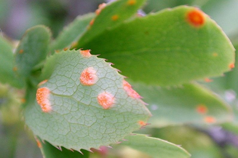 Barberry - Bệnh và sâu bệnh