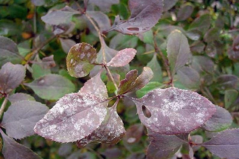 Barberry - Penyakit dan Perosak