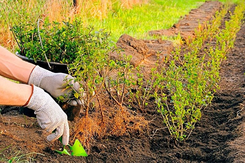 Wie man Berberitze transplantiert