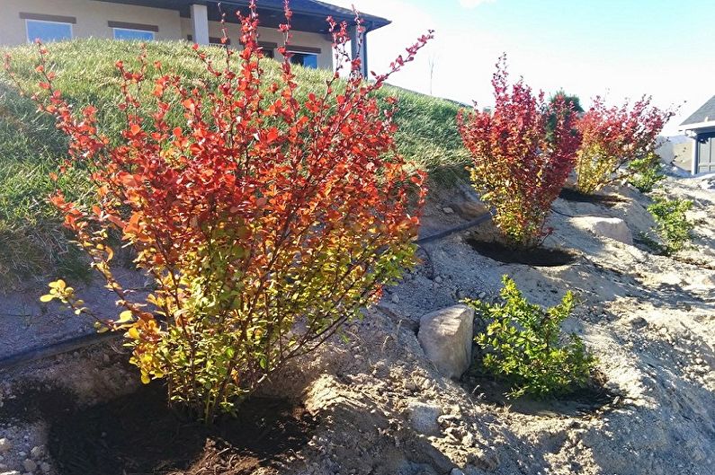 Hvordan transplantere berberis