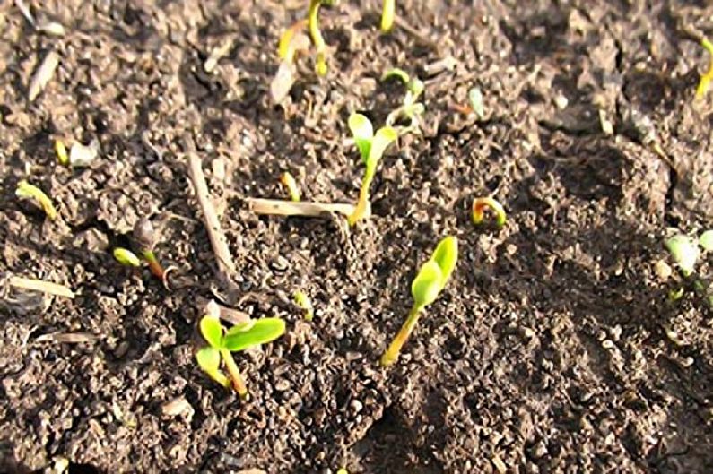 Propagació de llavors de barber