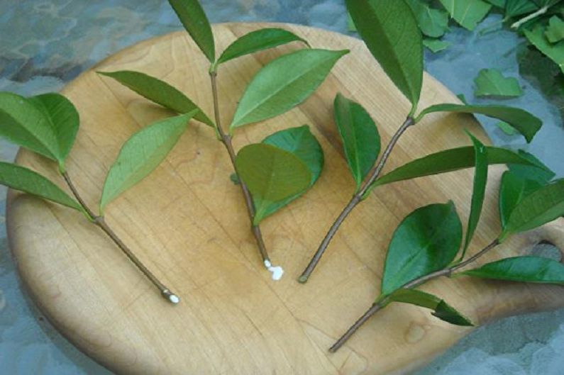 Propagació de barberry per esqueixos