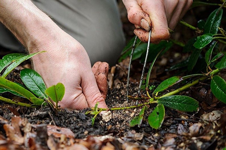 Voortplanting van berberislaagjes