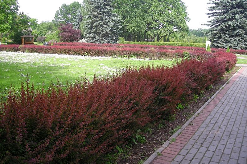 Barberry - fotografia