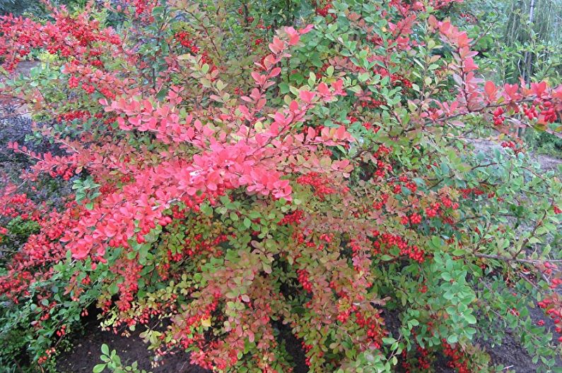 Barberry - fotografie