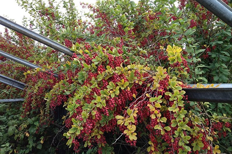 Barberry - fotografie