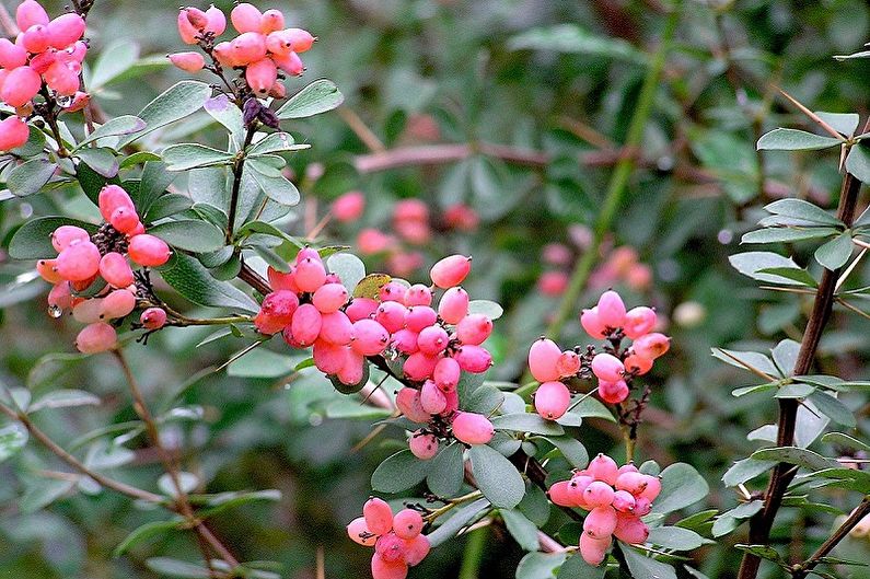 Barberry - fotografia