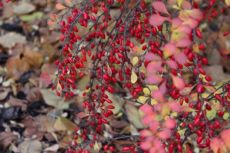 Barberry - снимка