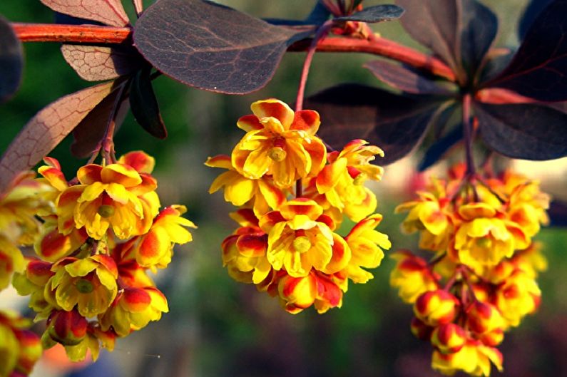 Barberry - fotografie