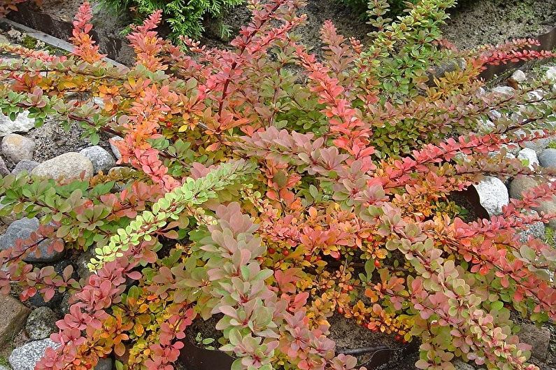 Barberry - fotografia