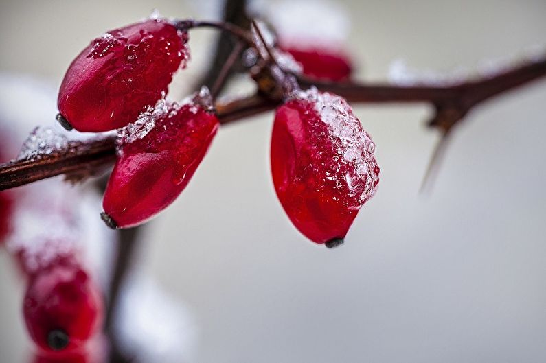 Barberry - fotografie