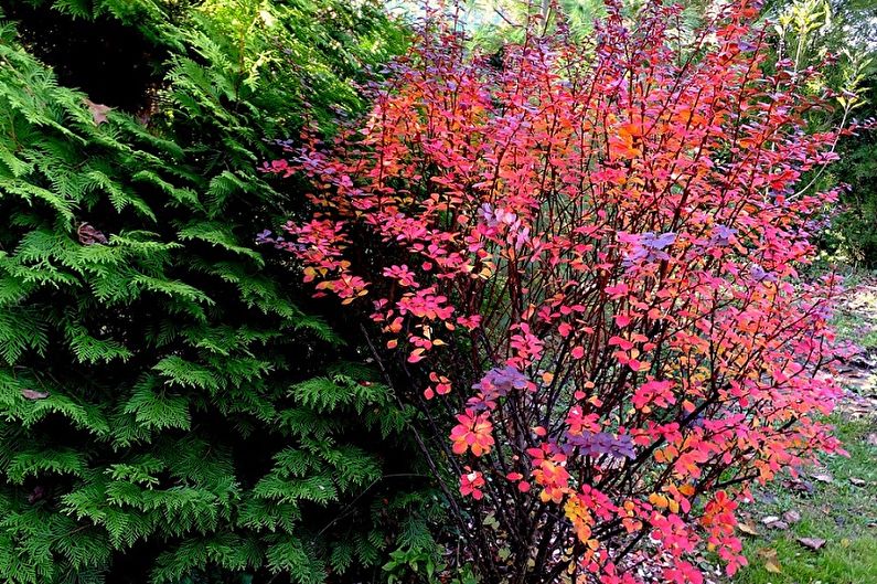 Barberry - fotografie