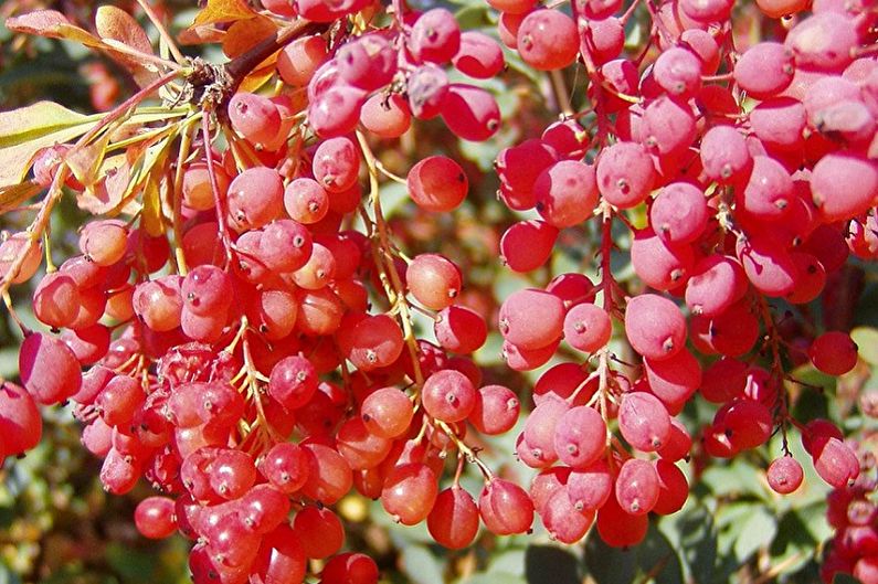 Berberis - foto