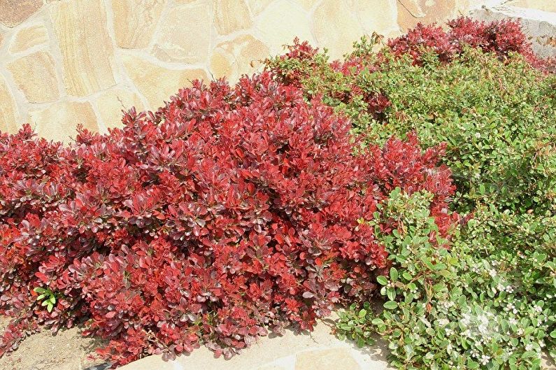 Barberry - foto