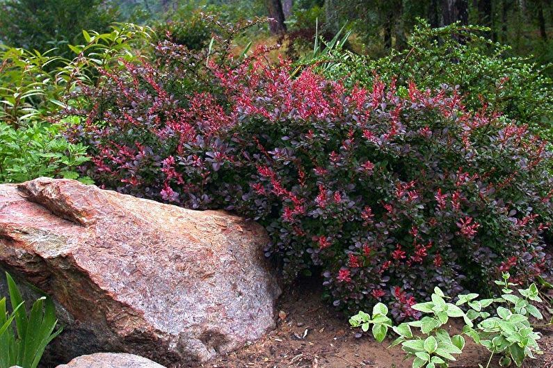 Berberis - foto