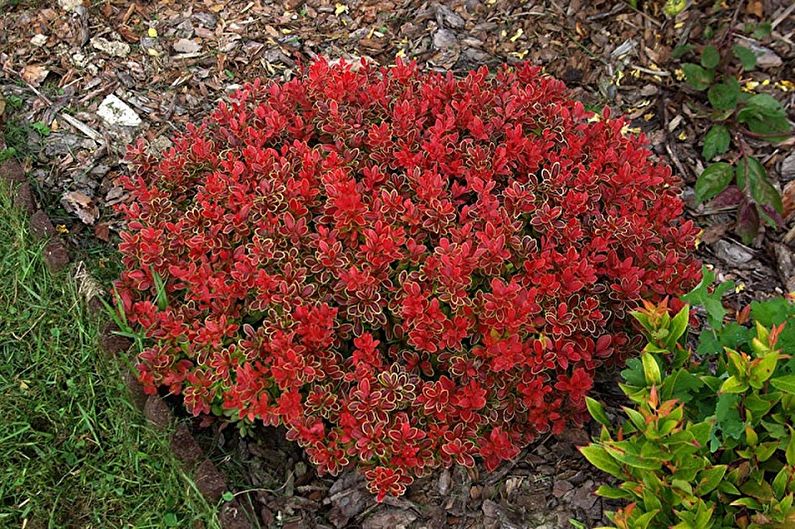 Berberis - foto