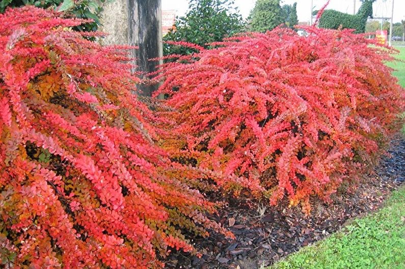 Barberry - fotografia