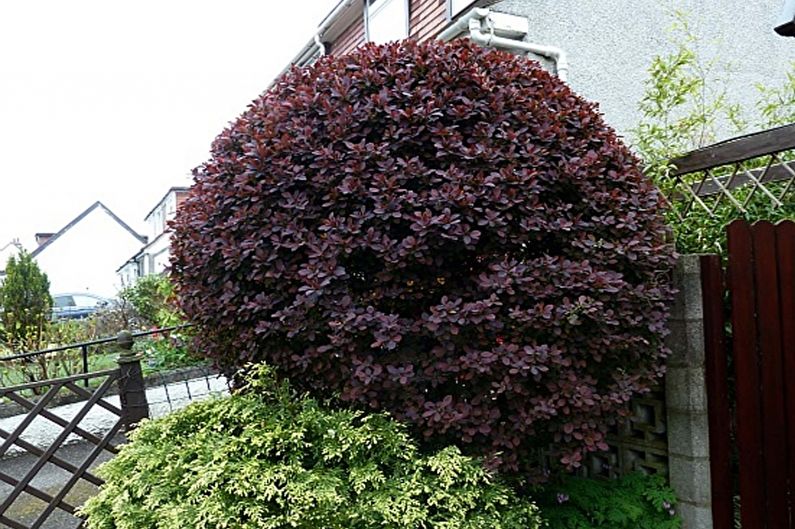 Berberis - foto