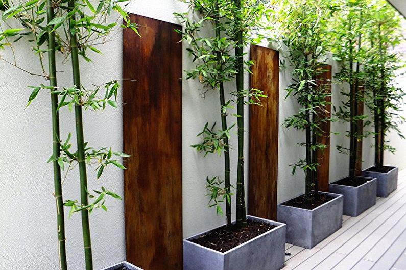 Indoor Bamboo - Main Views