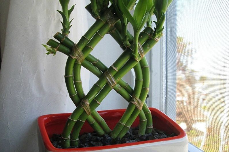 Indoor Bamboo Care - Beleuchtung