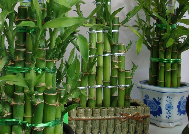 Bambu interno - foto