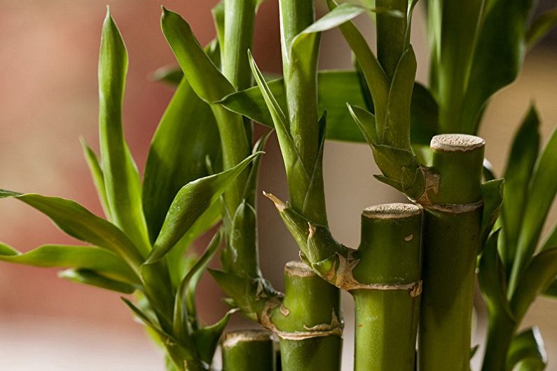 Bambu interno - foto