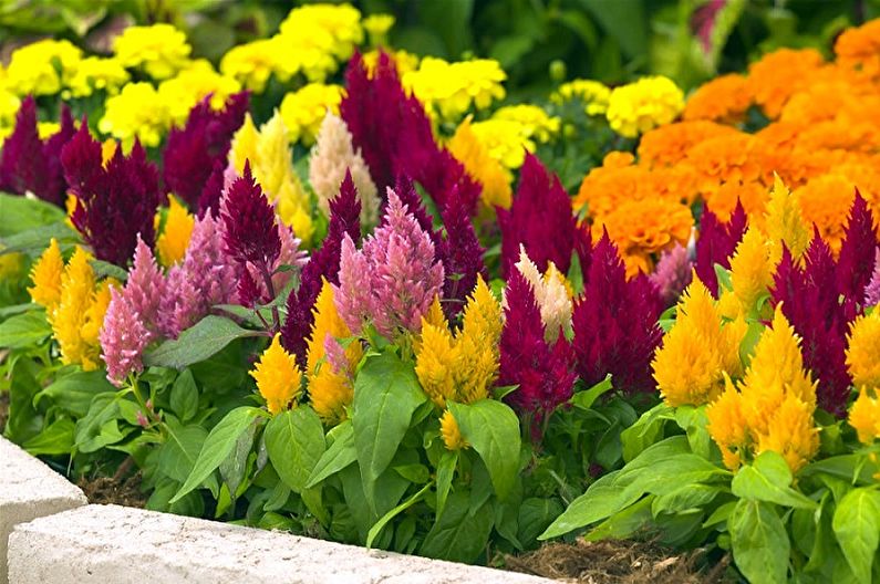 Celosia (75 foton): typer och vård