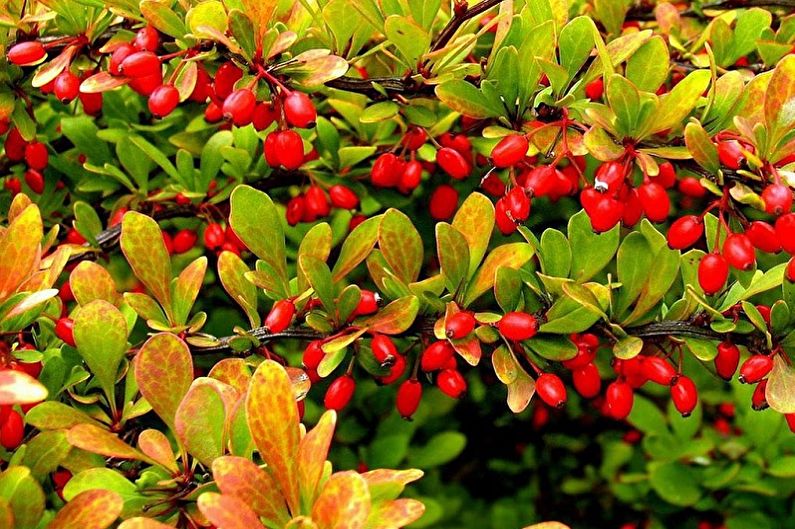 Berberis (90 foto's): soorten en verzorging