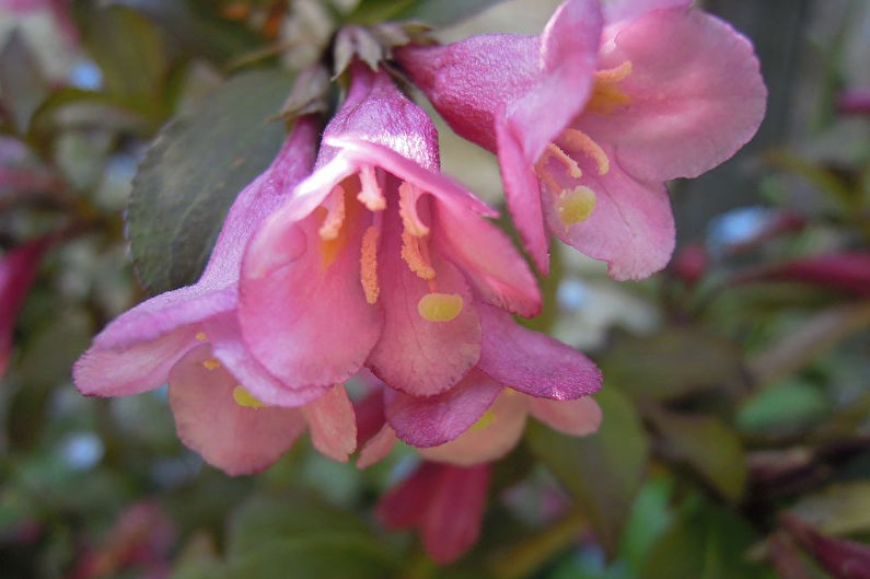 Weigela - Description et caractéristiques