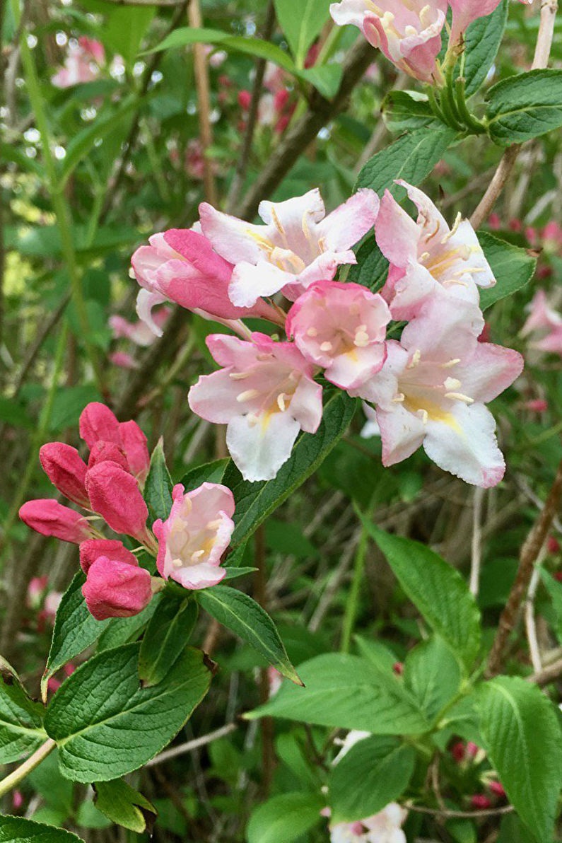 Weigela tôt