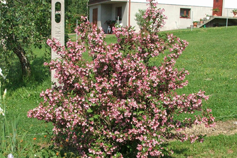 Weigela trevlig