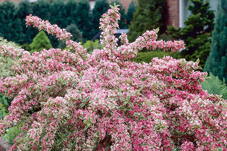 Blommande weigela