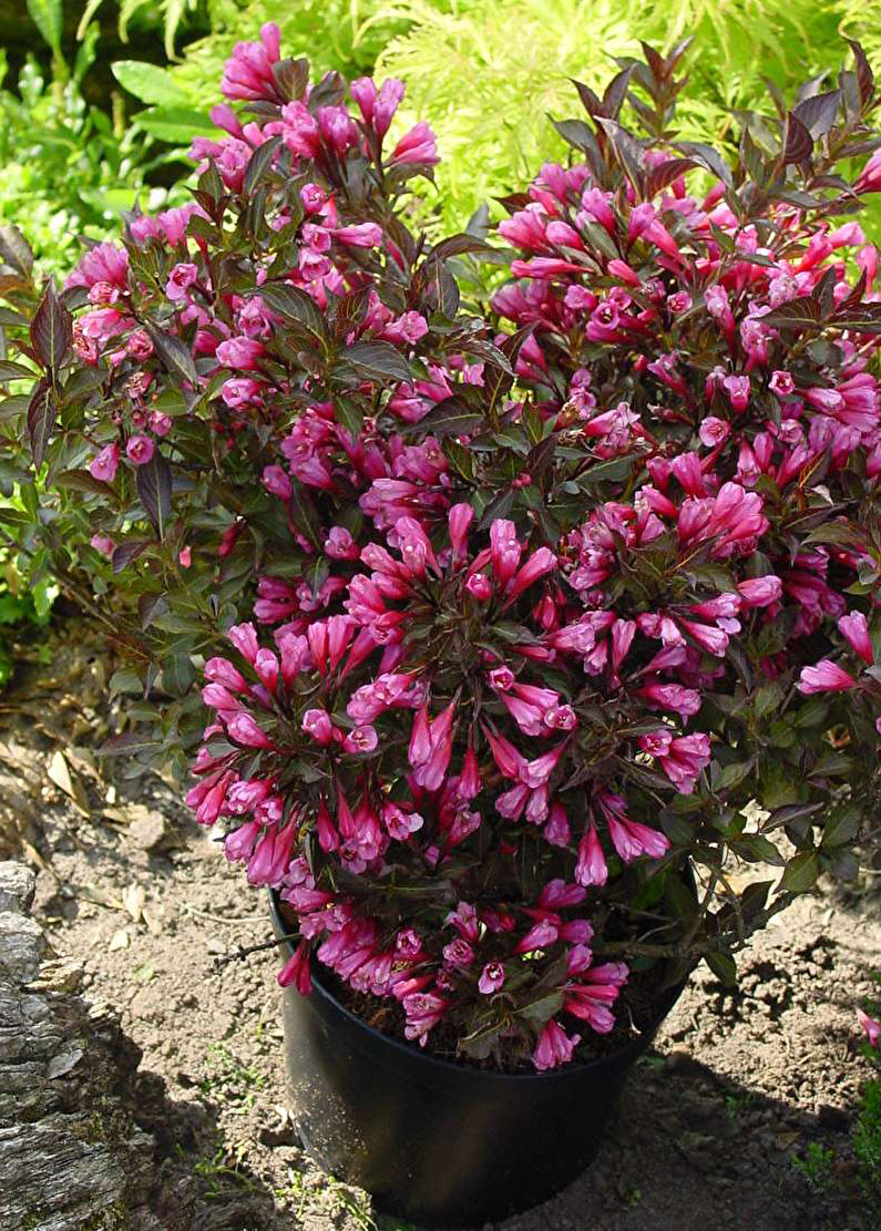 Weigela-beplantning