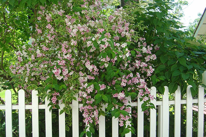 Weigela Care - Temperatur