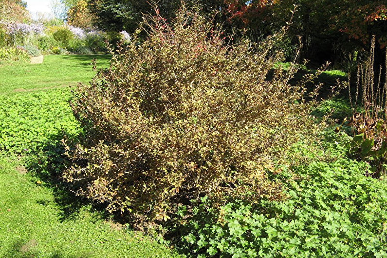 Penjagaan Weigela - Penyiraman