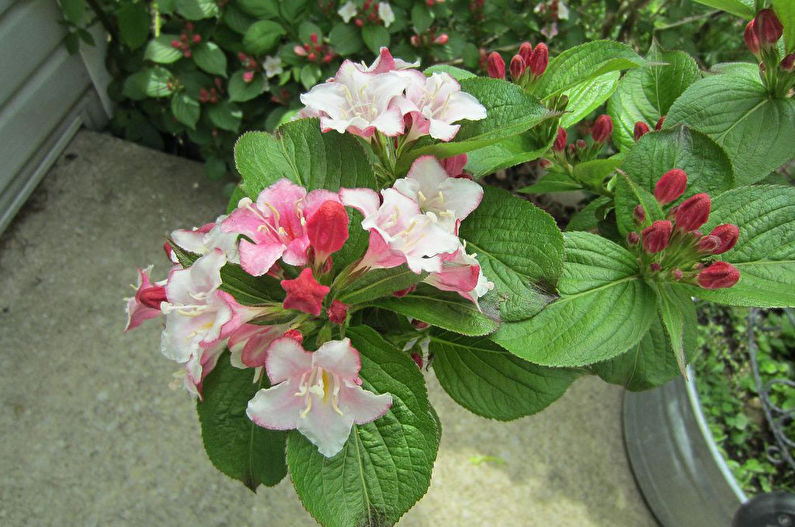 Weigela Care - Lazítás