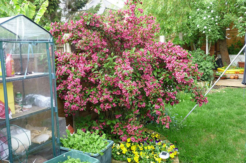 Penjagaan Weigela - Baja