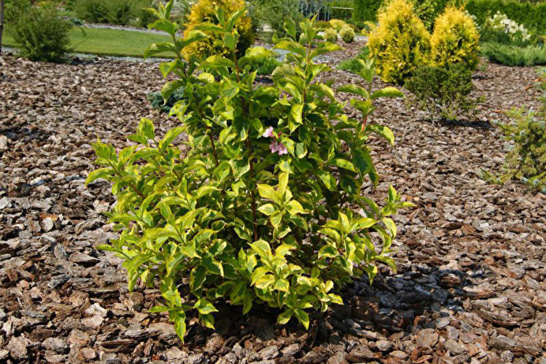 Weigela Care - Meststoffen