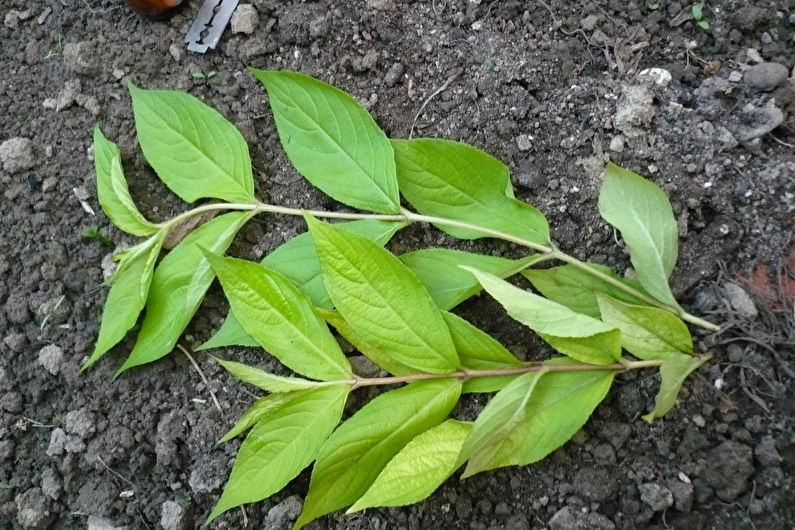 Weigela Care - Trimming